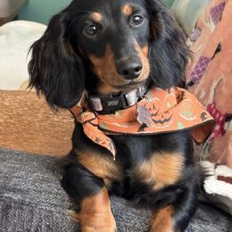 Willow - Dachshund