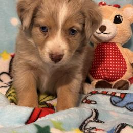 Clarice - Red merle female Miniature Australian Shepherd puppy in Corbin, Kentucky from Lightning K Kanine’s
