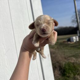 Duke - Cream male Dachshund puppy in Nashville, Arkansas from Cuddles n Curls