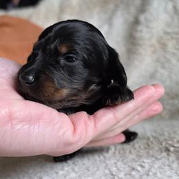 The Queen of Hearts- Alice in Wonderland Theme Litter. - Black and tan female Dachshund puppy in Woodland, Washington from SJs Dachshunds