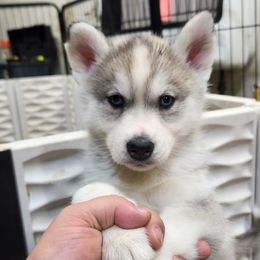 Siberian Husky Puppies from Spirit of the Moon Siberians