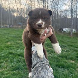 Purple - Red and white female Siberian Husky puppy in Jonesborough, Tennessee from Dry Creek Siberians