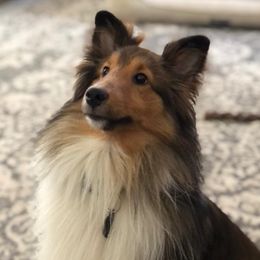 Milo (Milito) - Shetland Sheepdog