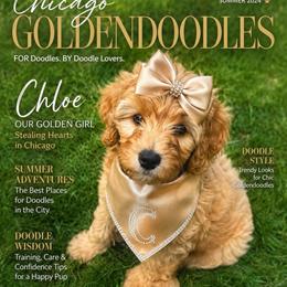 Chloe (Amanda) changed her name - Apricot female Goldendoodle puppy in Aurora, Illinois from Chicago Goldendoodles