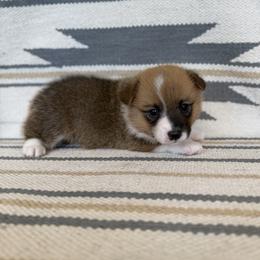 Woodrow - Sable male Pembroke Welsh Corgi puppy in Aurora, Missouri from Sweet Peach Puppies
