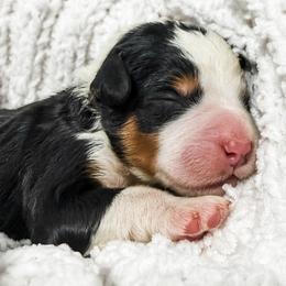 Green - Tri-color male Bernedoodle puppy in Marne, Michigan from MI Doodles
