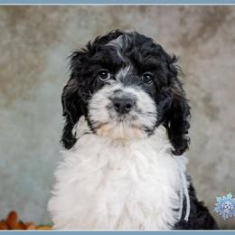 Zira - Black and white female Cockapoo puppy in Connersville, Indiana from Deaz Doodle Ranch