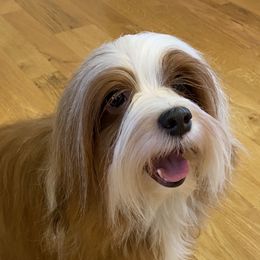 Havanese from Bella Dulce Havanese