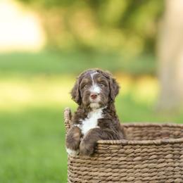 Magnolia - Brown female Bernedoodle puppy in Delta, Pennsylvania from KEE Bernedoodles