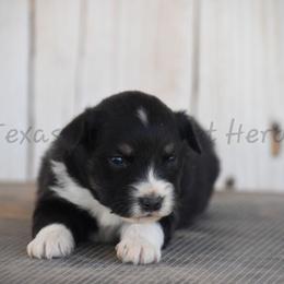 Girl 5 - Black tri-color female Australian Shepherd puppy in Lubbock, Texas from Texas Bluebonnet Herders