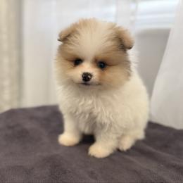 Pax - Orange parti male Pomeranian puppy in Park Valley, Utah from Designer Pomeranians