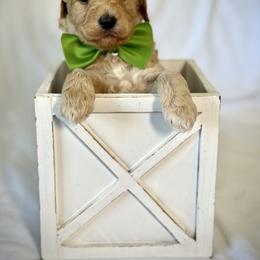 Mr. Green - Apricot male Australian Labradoodle puppy in Wake Forest, North Carolina from Lucky Country Labradoodles
