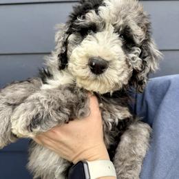 Bernedoodle, Cavalier King Charles Spaniel, and Poodle Puppies from Ellas.Pups (Bernedoodles & Cavapoos)