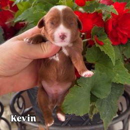 Kevin - Red male Cavapoo puppy in Salt Lake City, Utah from SunnySide Mini Doodles