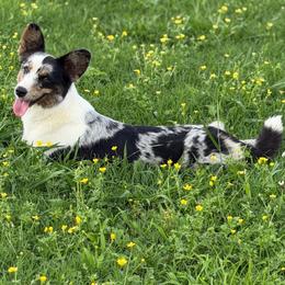 Sass - Cardigan Welsh Corgi