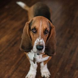 Max - Basset Hound