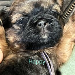 Happy - Chocolate and tan female Shih Tzu puppy in Bloomfield, Indiana from Meihem Pups
