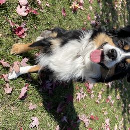 Tansy - Miniature Australian Shepherd