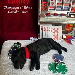 Rummy (Red Collar Boy) - Black male Poodle puppy in Cambridge, Wisconsin from Champagne Poodles