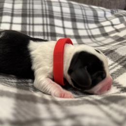 Red Collar - Black white and tan male Beagle puppy in Princeton, Minnesota from Thor’s Beagles & Maha’s Staffy
