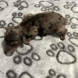 Dagdan - Black male Dachshund puppy in Park Hills, Missouri from Ozark Miniature Dachshunds