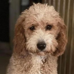 Ottis - Goldendoodle
