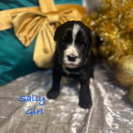 Sally - female Golden Mountain Doodle puppy in Rockville, Minnesota from Bracha Poodles & Doodles