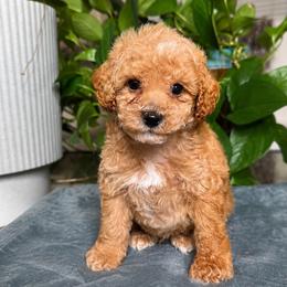 Tango - Apricot male Poodle puppy in Los Angeles, California from Exquisite Doodles