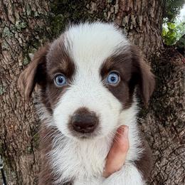Boy 3 - Red tri-color male Australian Shepherd puppy in Lakeland, Florida from Infinite Aussies