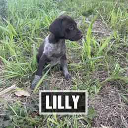 German Shorthaired Pointer Puppies from LyonHeart Kennels