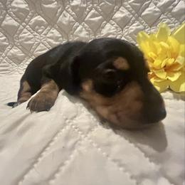 Kip - Black and tan male Dachshund puppy in Tahlequah, Oklahoma from Love Some Dogs Dachshunds & Cavalier King Charles Spaniels,Cavapoos