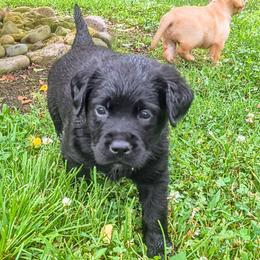 Girl 8 - Nova - Gray Collar - Black female Labrador Retriever puppy in Latrobe, Pennsylvania from Stone Shoe Ranch Labs & Dairy Goats