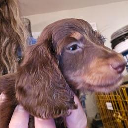 Hazel's bigger chocolate and tan girl - Chocolate and tan female Dachshund puppy in Lyle, Washington from Wines Wienery