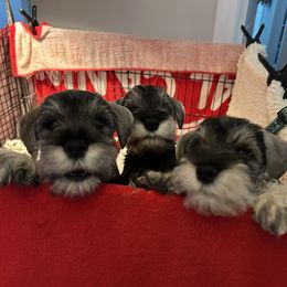 Miniature Schnauzer Puppies from Mystique Miniature Schnauzers