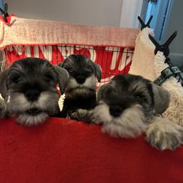 Miniature Schnauzer Puppies from Mystique Miniature Schnauzers