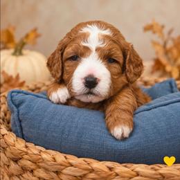 Etta (Loretta) - Red  female Goldendoodle puppy in Hendersonville, Tennessee from Ben's Best Buddy Goldendoodles