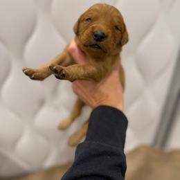 Orange Collar - Dark golden female Golden Retriever puppy in Turtlepoint, Pennsylvania from Allegheny River Retrievers