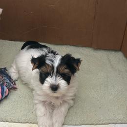 Male 1 - Tan and white male Yorkshire Terrier puppy in Kissimmee, Florida from Bebe AKC Puppies