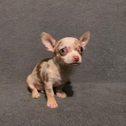 Cookies and Cream - Merle male Chihuahua puppy in Royal Center, Indiana from Marvelous Chihuahuas