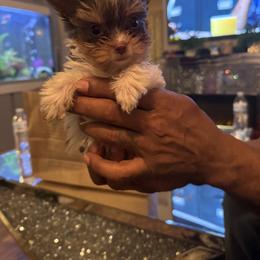Yorkshire Terrier puppies from Friends4everkennel LLC