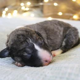 Aurora - White and black female Bordoodle puppy in Ashland, Ohio from Cherry Blossom Doodles