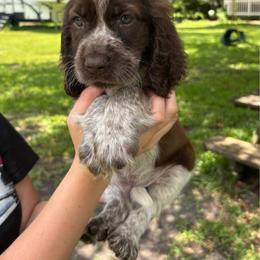 Cosmo - Liver white and roan male English Springer Spaniel puppy in Williston, Florida from Bizzy Farms English Springer Spaniels