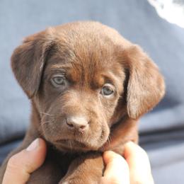 Labrador Retriever Puppies from Triple Creek Kennel