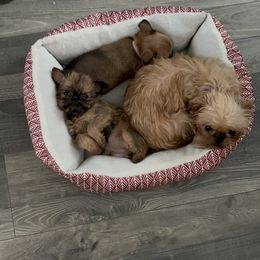 Brussels Griffon Puppies from Butler Brussels Griffon