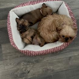 Brussels Griffon Puppies from Butler Brussels Griffon