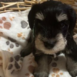 Miniature Schnauzers from Ana's Black & Silver Schnauzers