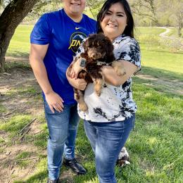 Aussiedoodle, Australian Shepherd, Dachshund, and Miniature Australian Shepherd Puppies from Bline’s Awesome Aussies & Doxies at the Bline Family Farm