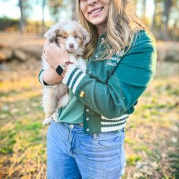 Miniature American Shepherd and Miniature Australian Shepherd Puppies from Whiskeytown Aussies