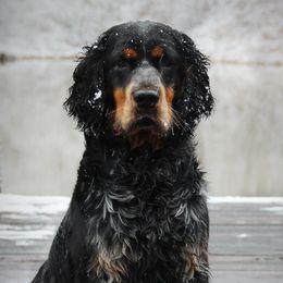 Magnum  - English Springer Spaniel