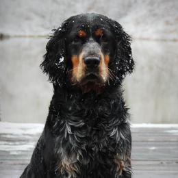 Magnum  - English Springer Spaniel